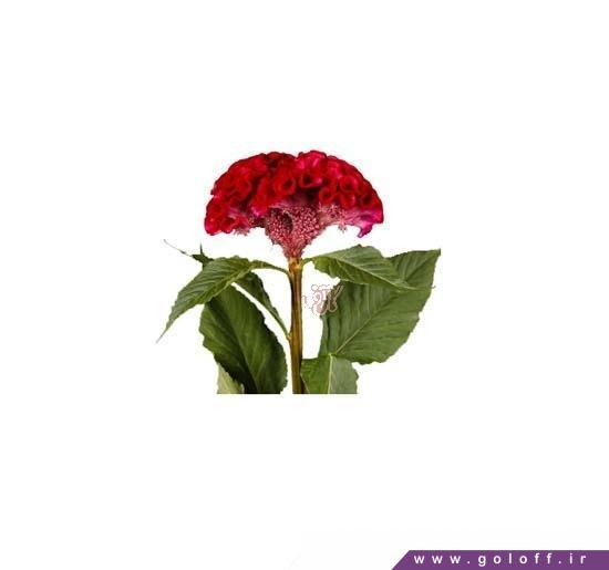 گل تاج خروس دارا - Amaranth Flower | گل آف